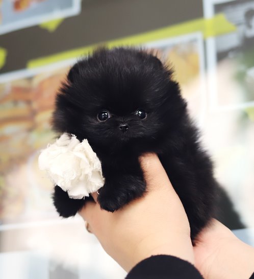 Pomeranian - Fuzzy(퍼지)