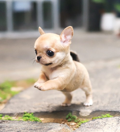 Chihuahua - Poki(포키)