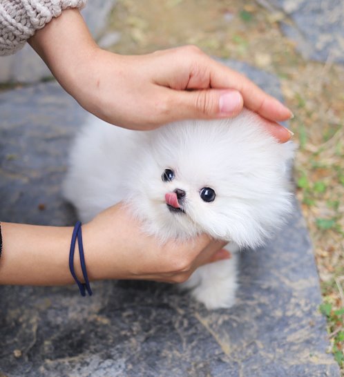 Pomeranian - Mink(밍크)