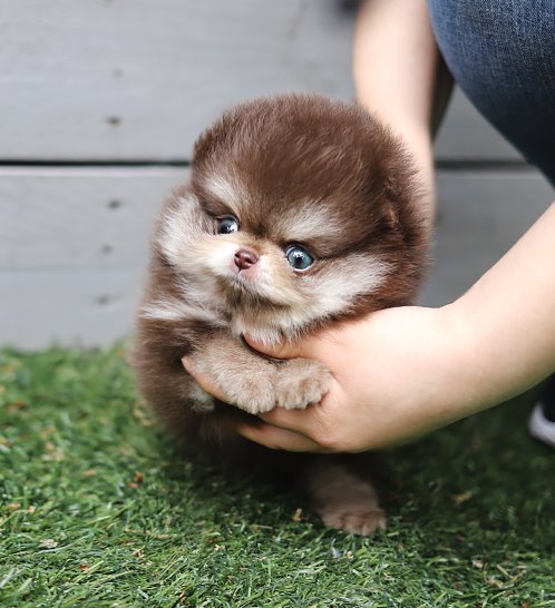 Pomeranian - Hazelnut(헤이즐넛)