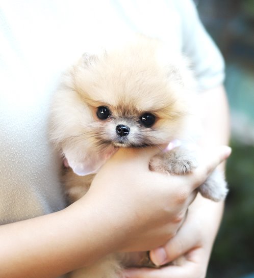 Pomeranian - Teddy(테디)