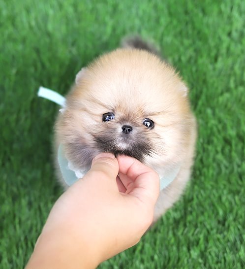 Pomeranian - Kirby(커비)