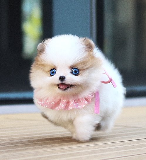 Pomeranian - Barbie(바비)