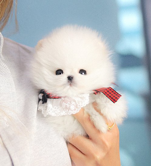 Pomeranian - Givenchy(지방시)