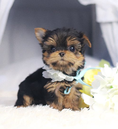 Yorkshire Terrier - Rian(라이언)