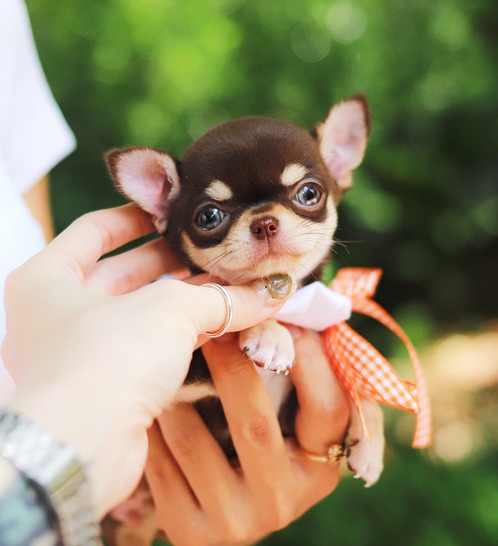 Chihuahua - Nacho(나초)