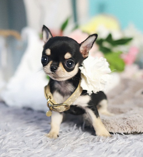 Chihuahua - Popo(포포)