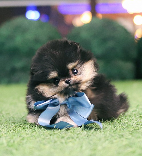 Pomeranian - Rei(레이)