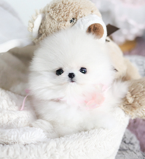 Pomeranian - Daisy(데이지)
