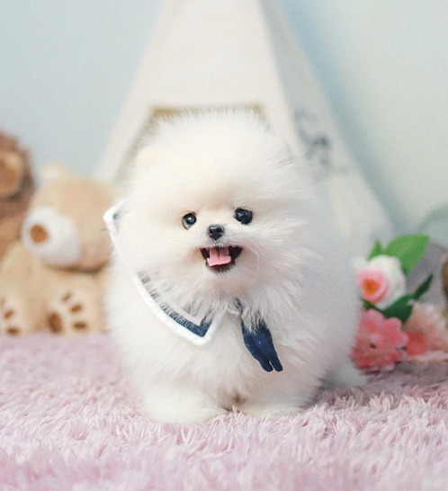 Pomeranian - Teddy(테디)