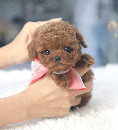 Poodle - Teddy(테디)