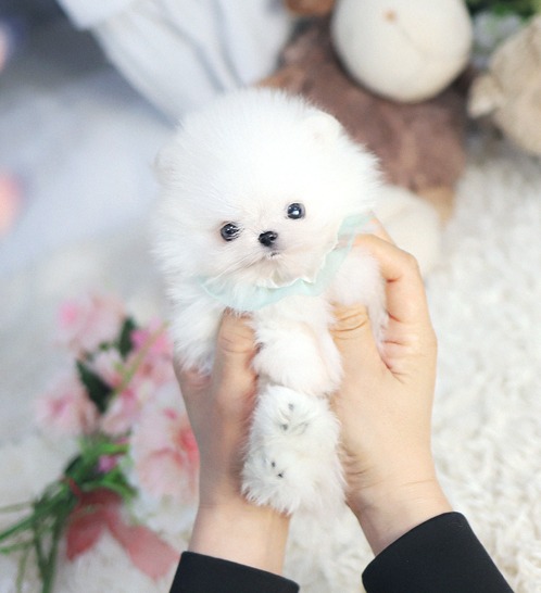 Pomeranian - Kiki(키키)
