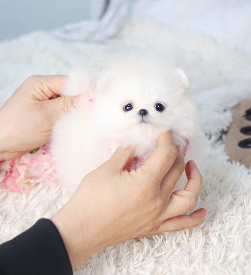 Pomeranian - Chewy(츄이)